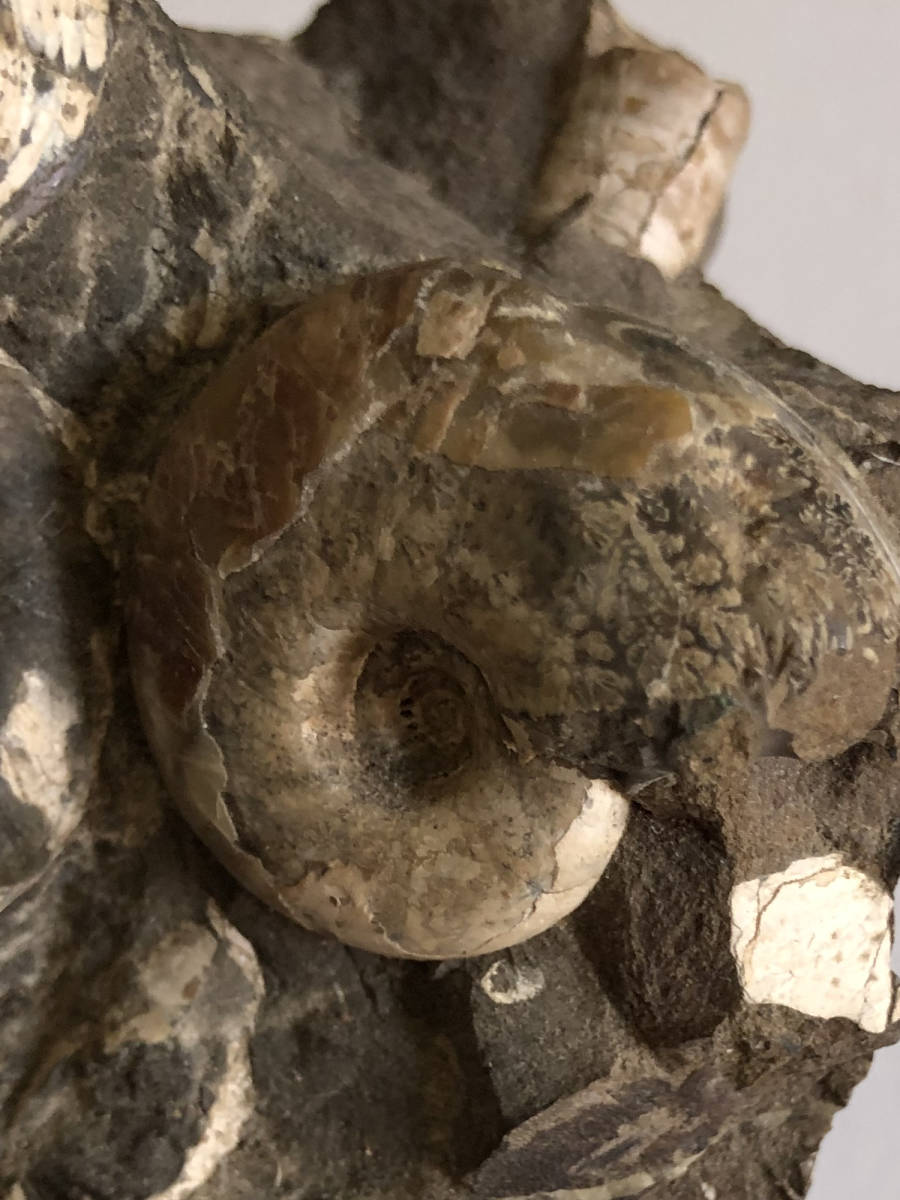 アンモナイトの化石2個 貝の化石が入った石　大きさ10cmほど 古生物_画像7
