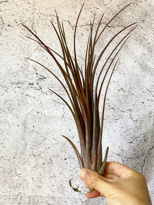 [Frontier Plants] [ на данный момент товар ] Io наан жесткий ego*ja Ian toxkapita-taT. ionantha Fuego Giant x T. capitata var. domingensis