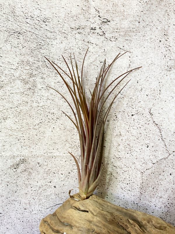 [Frontier Plants] [ на данный момент товар ] Io наан жесткий ego*ja Ian toxkapita-taT. ionantha Fuego Giant x T. capitata var. domingensis