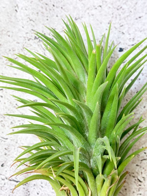 [Frontier Plants] [ на данный момент товар ]chi Ran jia* Io наан ta* большой Hawaiian T. ionantha Big Hawaiian[A]brome задний воздушный растения 