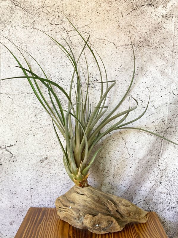 [Frontier Plants] [ reality goods ]chi Ran jia*bo Terry T. botteriibrome rear air plant 