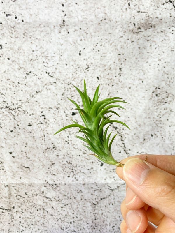 [Frontier Plants]chi Ran jia*ne gray ktaT. neglecta air plant brome rear 