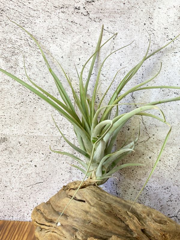 【Frontier Plants】【現品】チランジア・セレイコラ T. cereicola エアープランツ ブロメリア