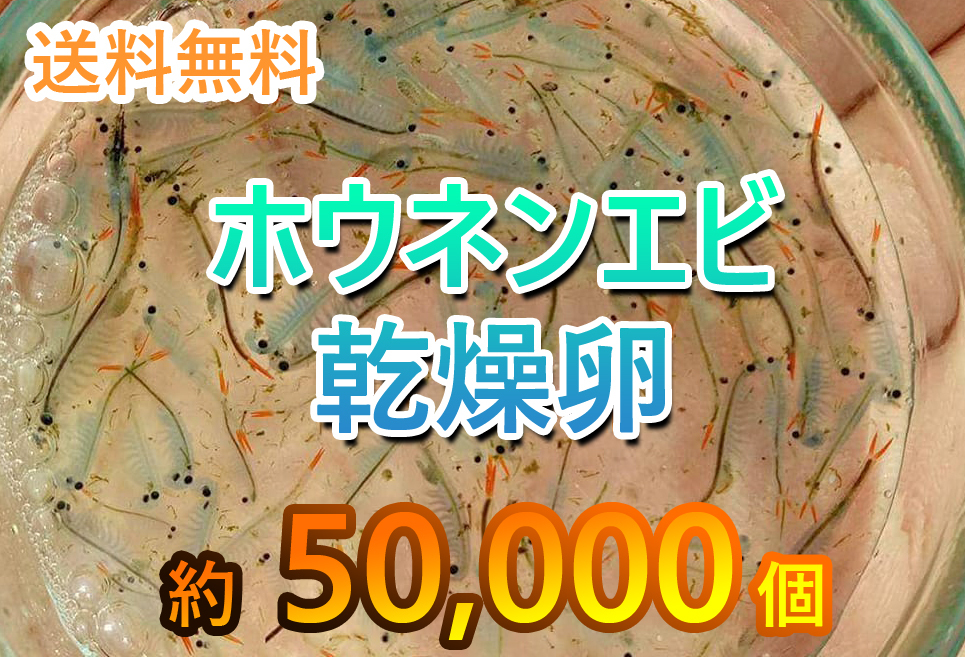 　【送料無料】ホウネンエビ　休眠卵　50,000匹相当 耐久卵　メダカ　餌　ミジンコ　稚魚　上陸　ヤモリ　サンショウウオ_画像1