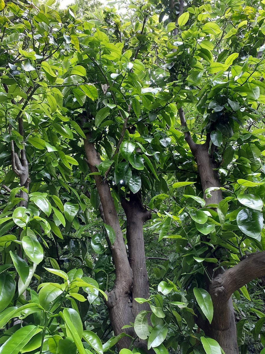 アゲハ幼虫の餌　天然　カラスザンショウ　幼木、若木　新鮮　枝付き葉っぱ　100枚