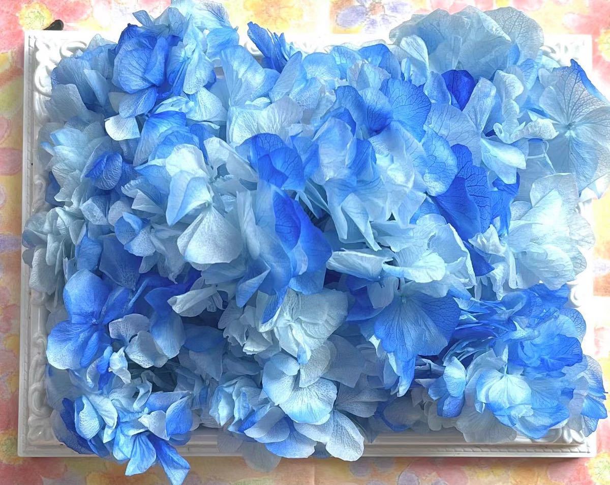 ... reserve ... цветок  　... гортензия  　20g передний и задний  　　　　... синий   синий  