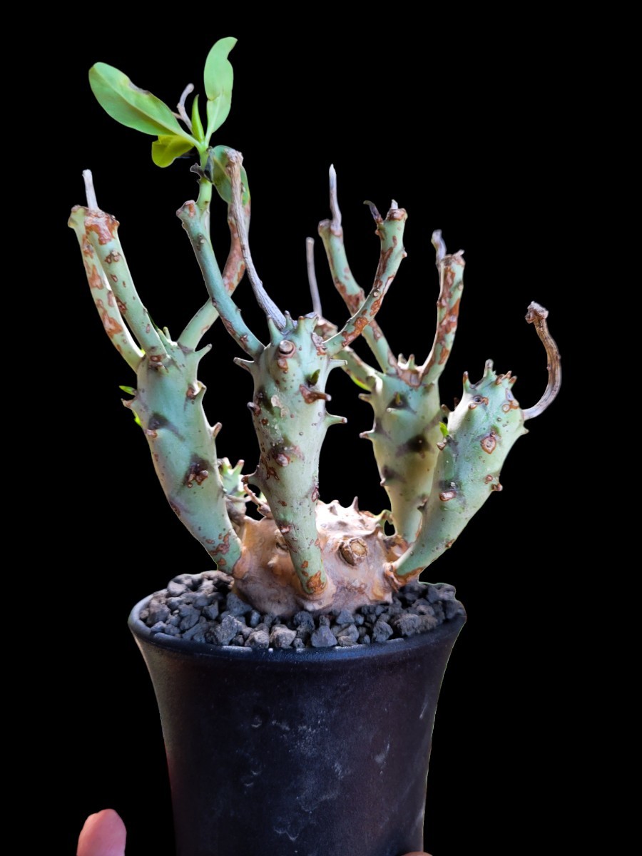 Euphorbia longetuberculosa Euphorbia longetuberculosa