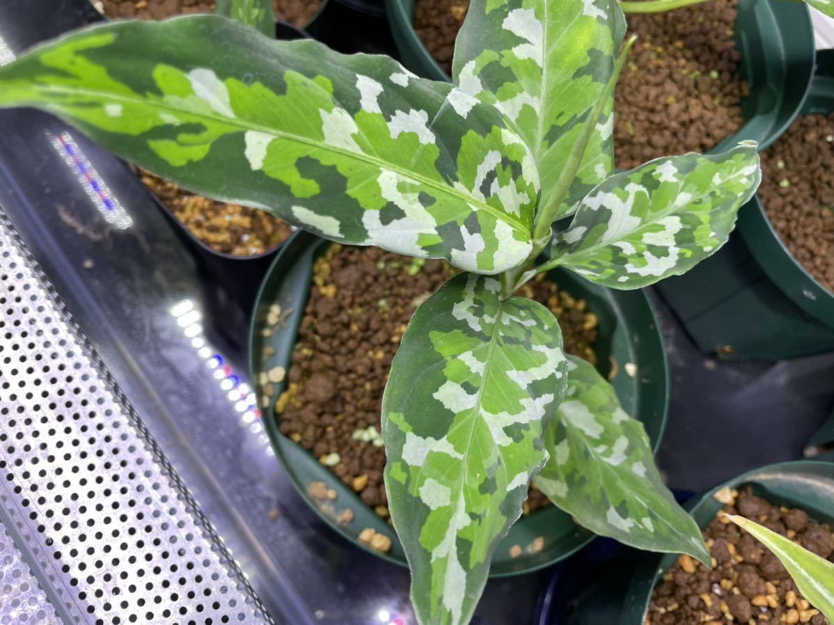 Aglaonema pictum tricolor アンダマン諸島 ポートブレア ナチュラ増殖