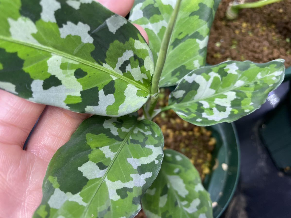 Aglaonema pictum tricolor アンダマン諸島 ポートブレア ナチュラ増殖