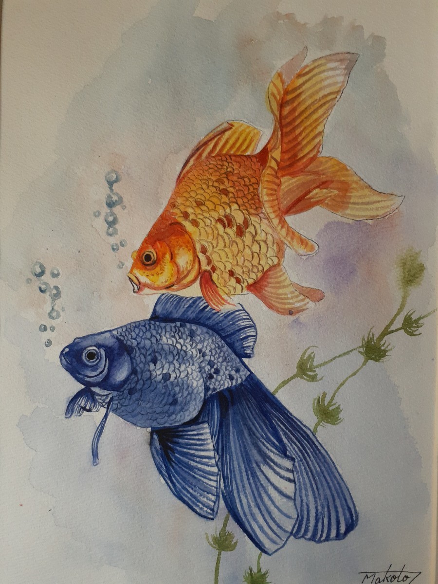 水彩画　金魚_画像3