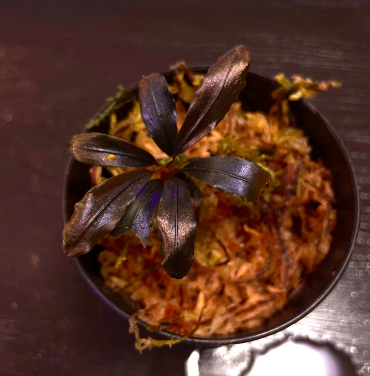 Bucephalandra sp Ghost kalimantan|Yahoo!フリマ(旧PayPay Bucephalandra sp Ghost kalimantan|Yahoo!フリマ(旧PayPay