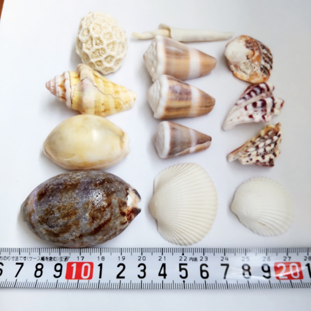 貝殻【タカラガイ、クモガイ、イモガイ他】まとめ売り Bibian 比比昂 - タカラガイ イモガイ マキガイ 巻き貝 貝殻