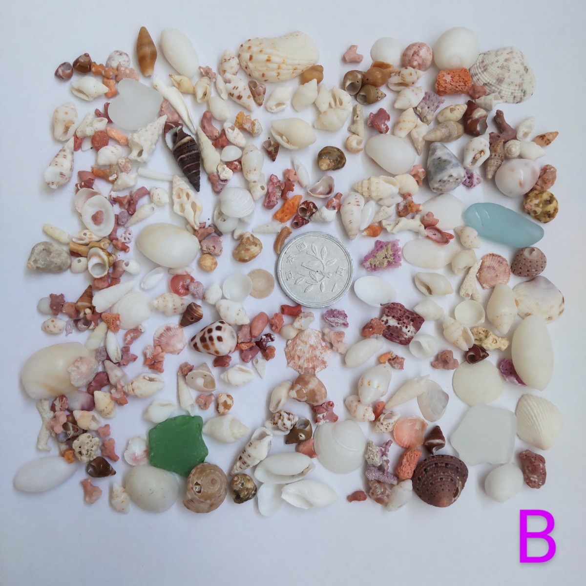  the smallest small .... shell ... coral missing one-side kakela...si- glass natural hand made parts raw materials material construction accessory interior B