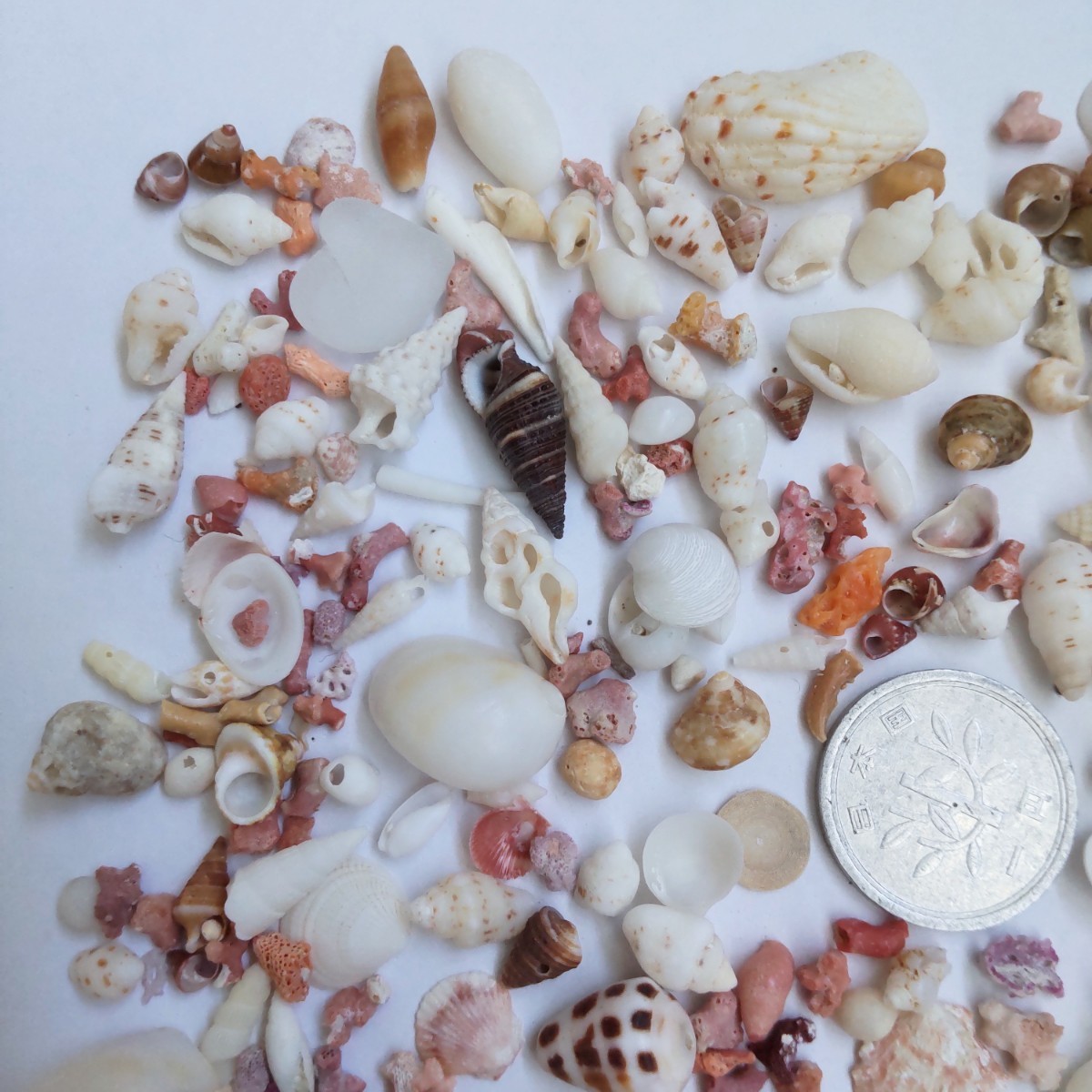  the smallest small .... shell ... coral missing one-side kakela...si- glass natural hand made parts raw materials material construction accessory interior B
