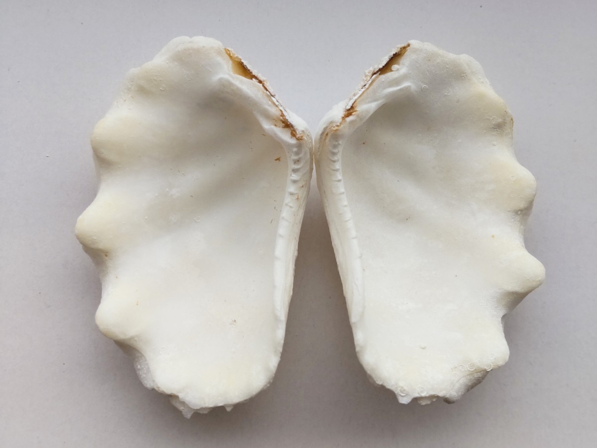 item_image_8