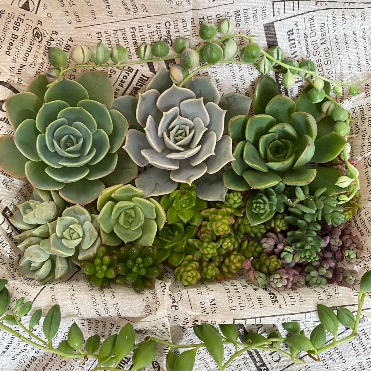 多肉植物カット苗 人気品種詰め合わせ 寄せ植え 七福神 ルビースター 斑入りグリーンネックレス
