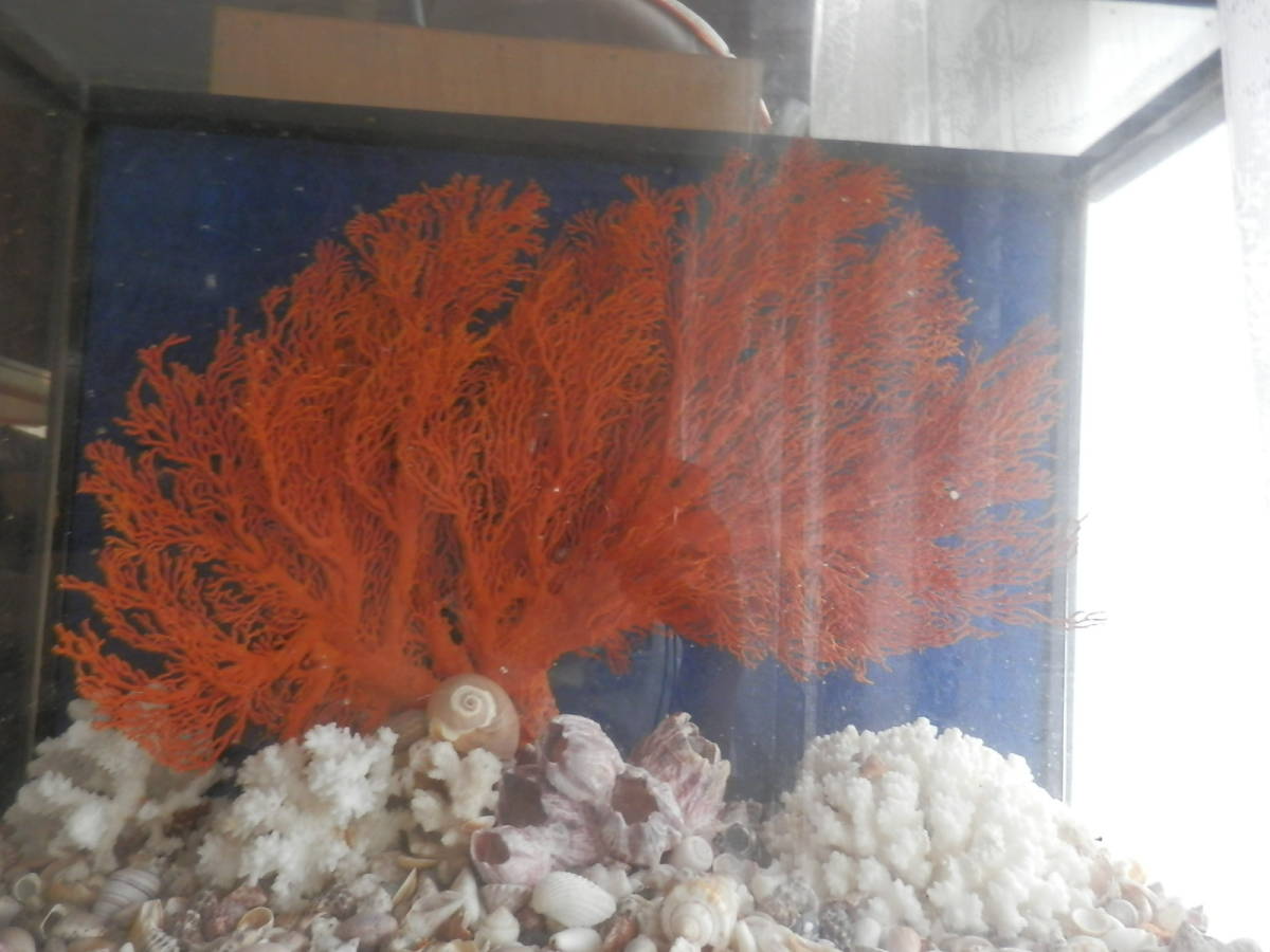 [..] стекло аквариум W60×H54×D23 есть большой * украшение коралл украшение (40×20cm)* интерьер окаменелость красный .. украшение . дерево *0623