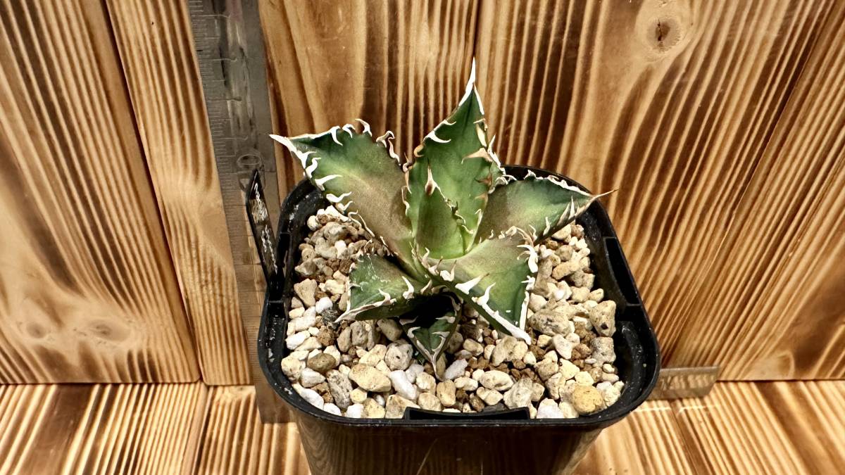 値下げ】Agave titanota seo アガベ チタノタ 清櫻 発根済み株 の商品