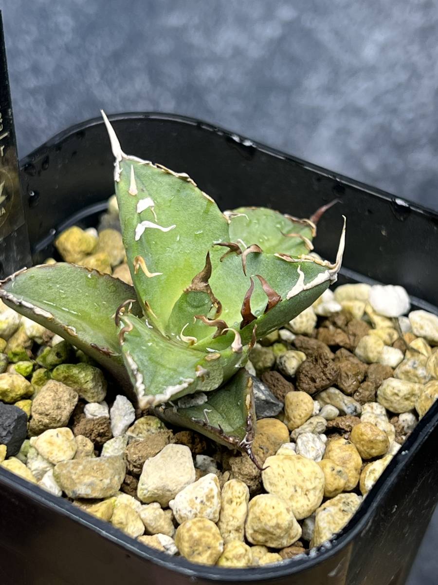 AGAVE TITANOTA CAESAR】シーザー アガベ チタノタ 子株-