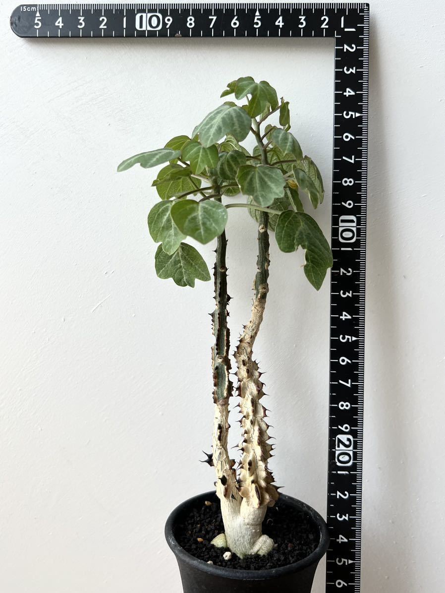 Adenia aculeata アデニア アクレアータ 挿木　検)塊根植物 コーデックス パキポディウム パキプス 多肉植物 _画像9