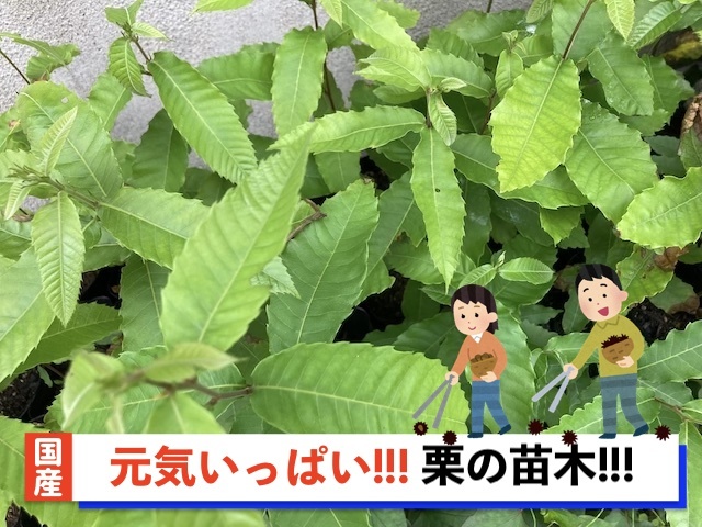 栗の苗木1本/2023年発芽/大粒の栗/幼木/植木/庭木/盆栽用/盆栽/筑波/銀寄せ/利平/丹沢_画像1