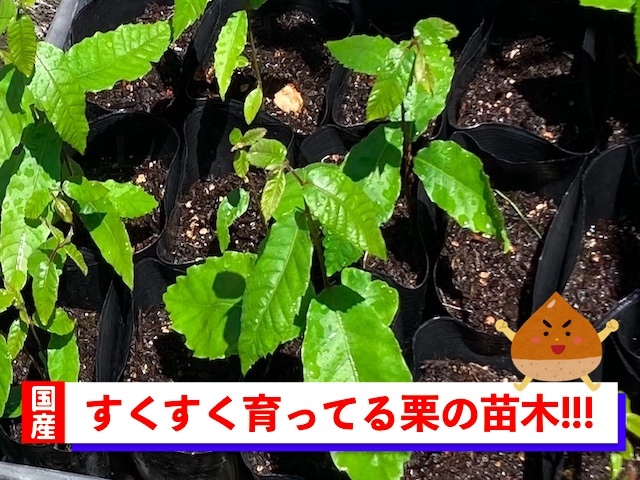 栗の苗木1本/2023年発芽/大粒の栗/幼木/植木/庭木/盆栽用/盆栽/筑波/銀寄せ/利平/丹沢_画像4