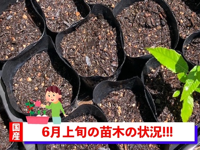 ネット買い 栗の苗木10本/2023年発芽/大粒の栗/幼木/植木/庭木/盆栽用