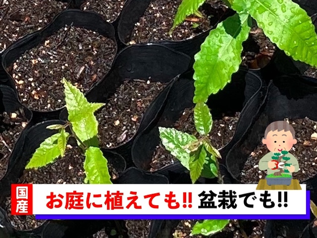 ネット買い 栗の苗木10本/2023年発芽/大粒の栗/幼木/植木/庭木/盆栽用