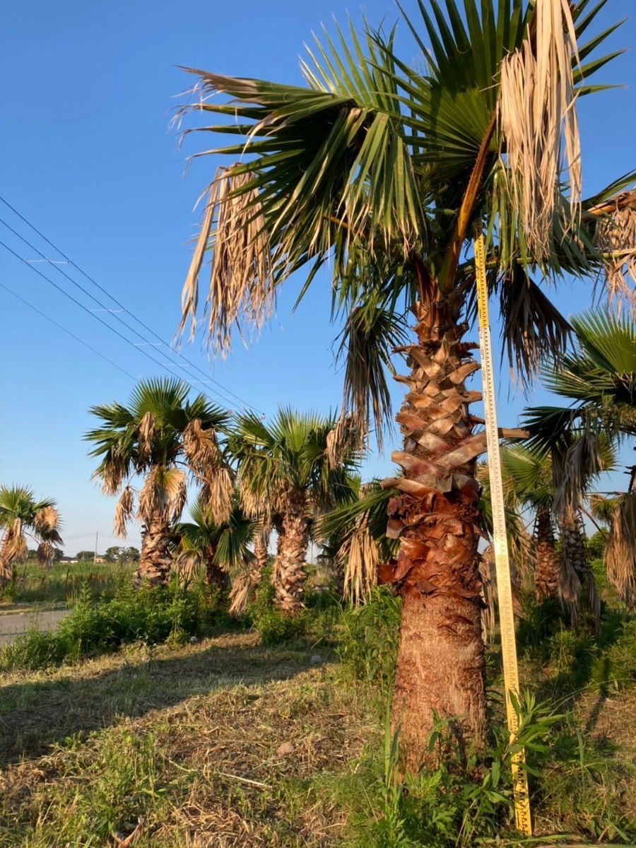  sample photograph # Washington cocos nucifera * photograph 2 sheets eyes is . height 1.5m* pickup limitation *. height 1m=55000 jpy large small sama . equipped. on site seeing . decision . please 