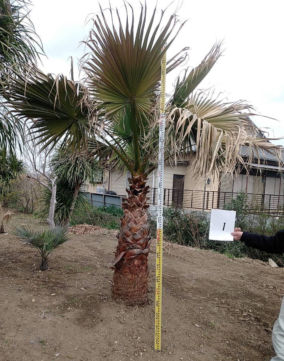  sample photograph # Washington cocos nucifera * photograph 2 sheets eyes is . height 1.5m* pickup limitation *. height 1m=55000 jpy large small sama . equipped. on site seeing . decision . please 