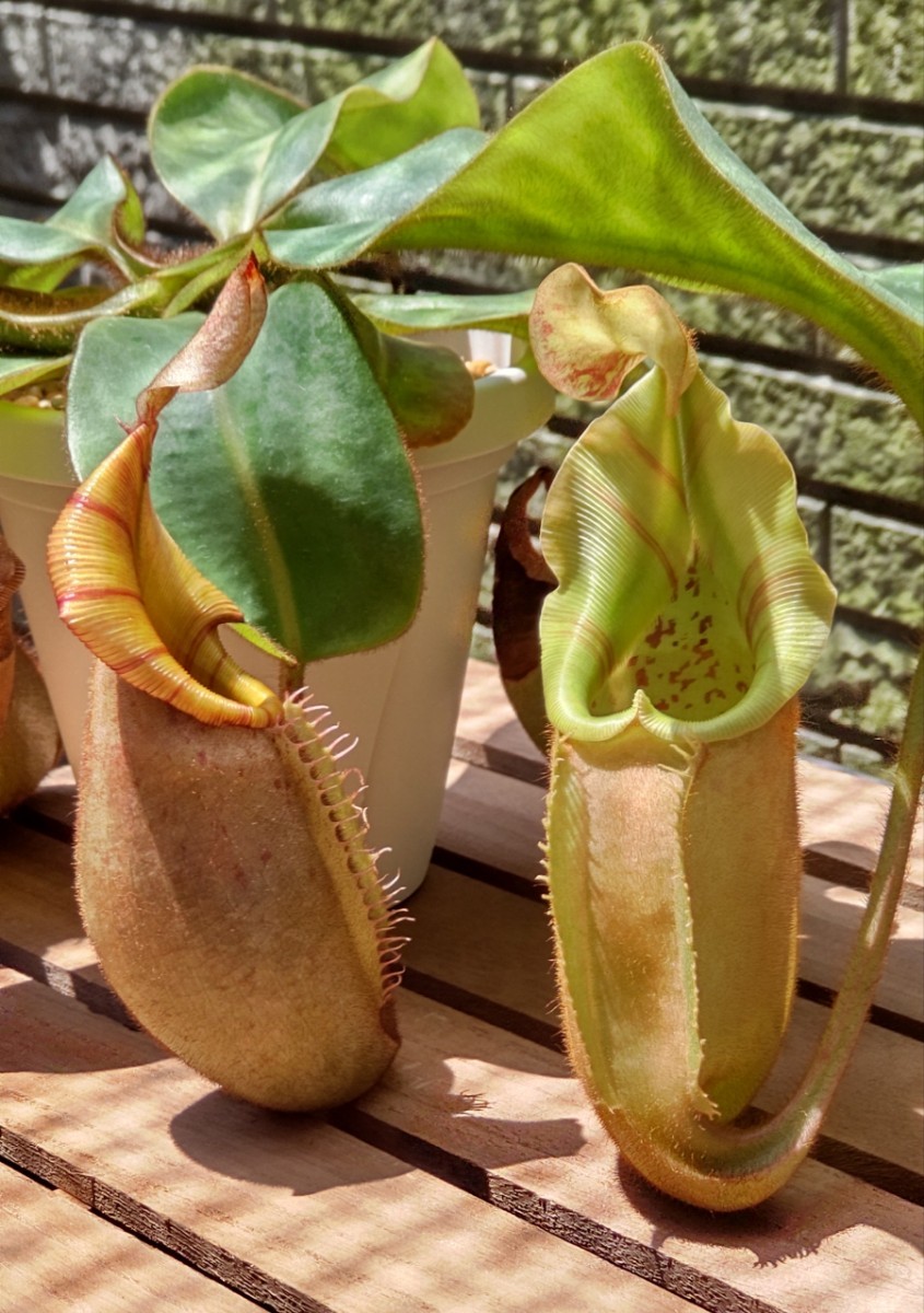 Yahoo!オークション - N. veitchii bario 'Kishino' 食虫植物 Yahoo!オークション - N. veitchii bario 'Kishino' 食虫植物