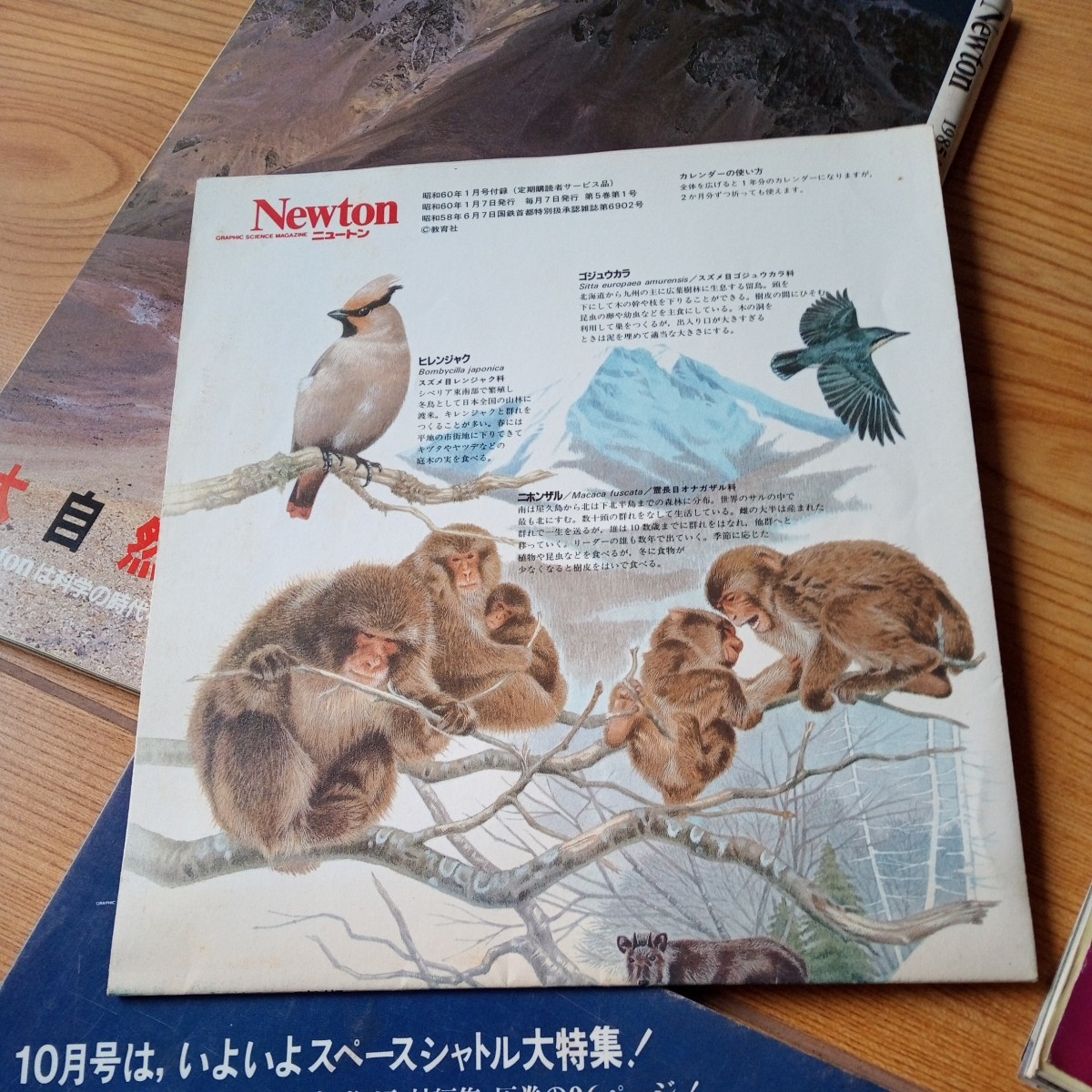 当時物 雑誌 創刊号 Ｎo.0 ニュートン Newton 1981年 7月〜12月号 1985年1月号 付録付 まとめて セット_画像3