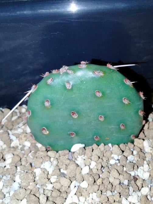 opuntia phaeacantha v.camanchica cv.salmonea オプンチア サボテン