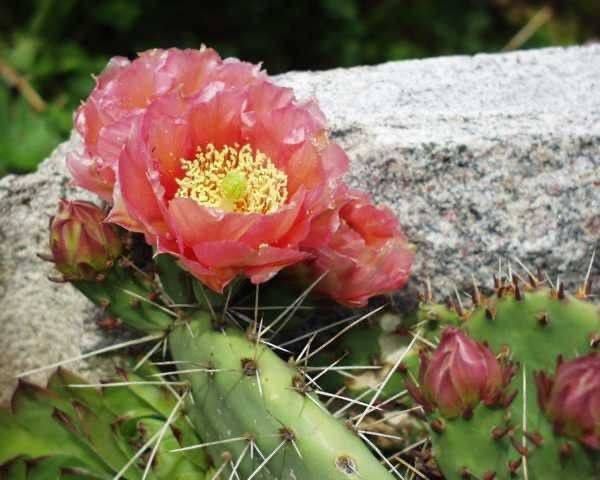 opuntia phaeacantha v.camanchica cv.salmonea オプンチア サボテン