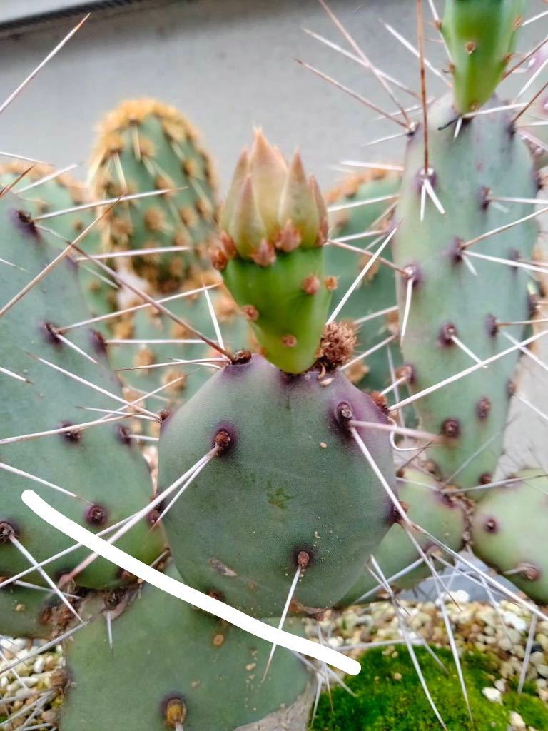 opuntia macrocentra hybr オプンチア サボテン 多肉植物 ウチワ