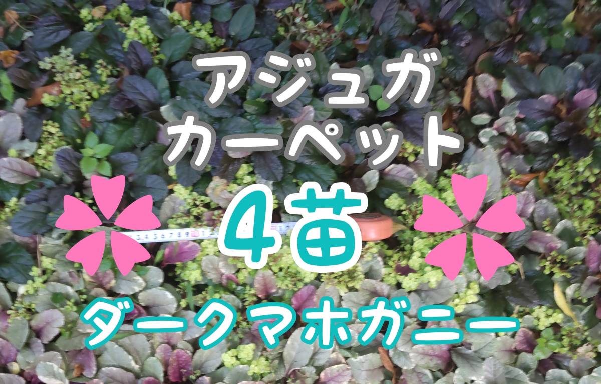 ◆送料\130~◆②アジュガ苗4苗大き目約15cm◆ダークマホガニー◆グランドカバー_画像9