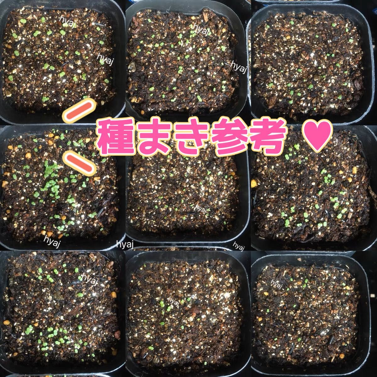 多肉植物 種子レアジェニーマルガン 10粒＋α 実生