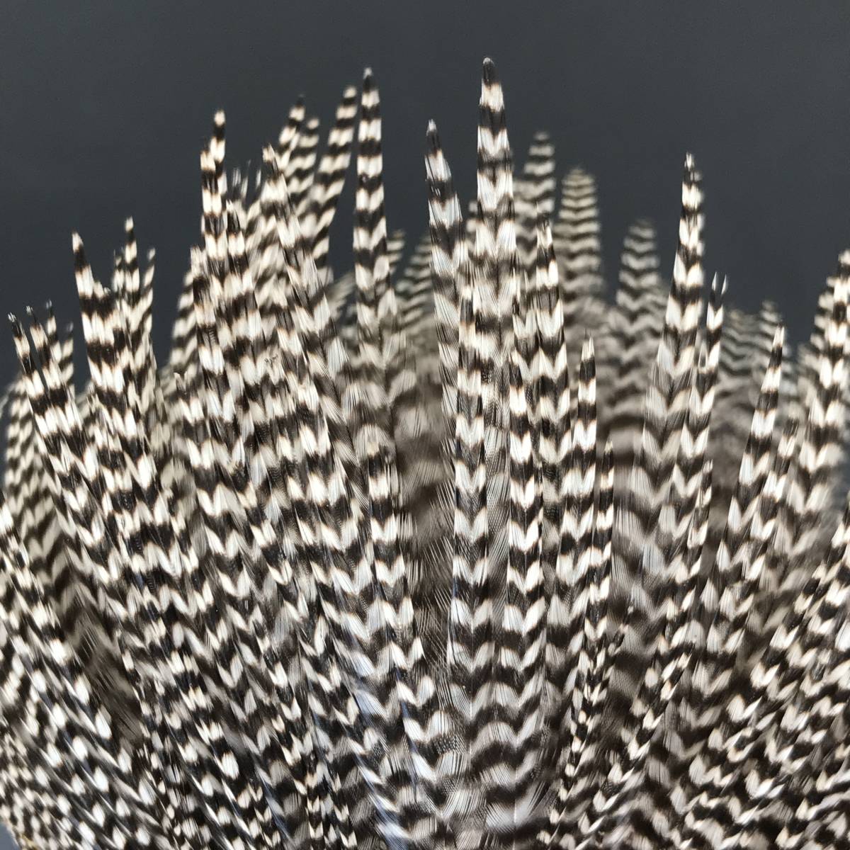 スペンサー コックネックハックル 3枚セット Spencer's Hackle/スペンサーハックル コックネック グリズリー