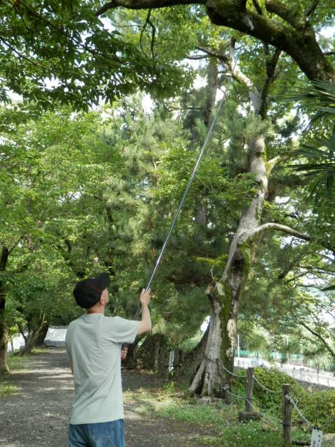 { semi .. expert : net only }e[ net diameter 10.+ stick length 110-360cm] surface white about ...! flexible type insect net / insect taking ./ insect ../ insect collection ./ outdoor 
