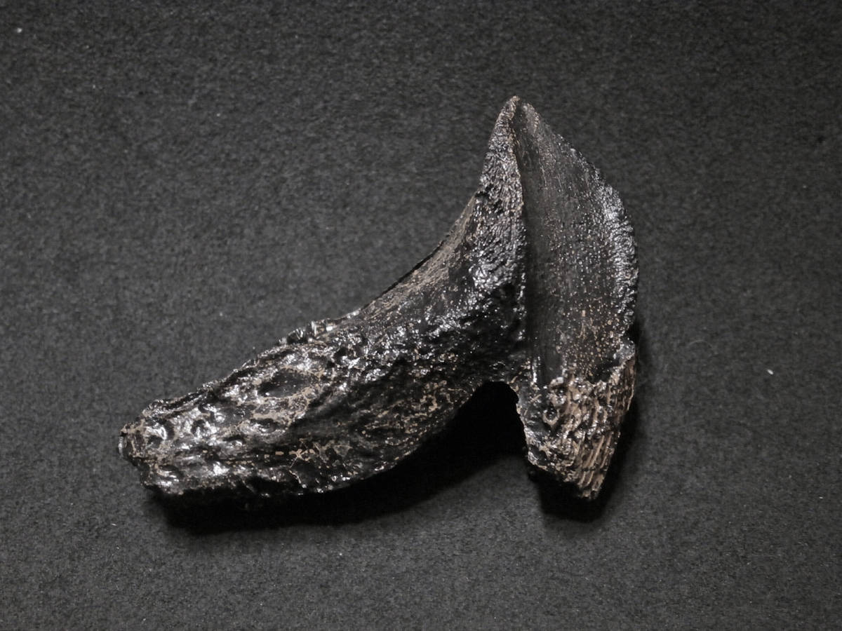 恐竜トリケラトプスの歯化石(レプリカ・複製標本)ケースなしの画像1