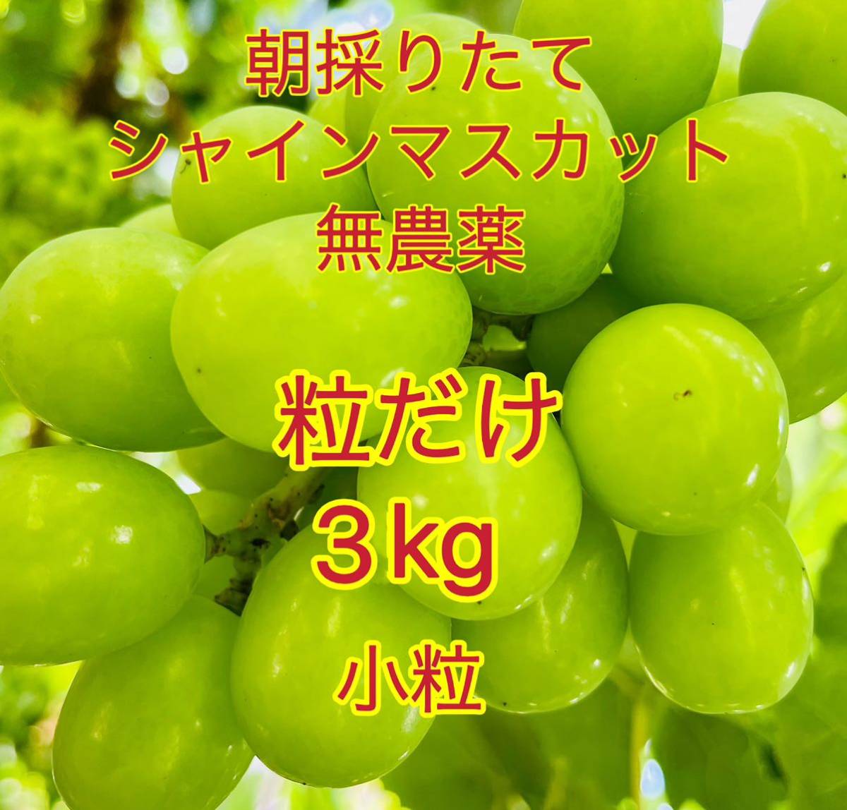 新発売】 岡山県シャインマスカット粒だけ1kg今日も昨日より甘い訳あり無農薬