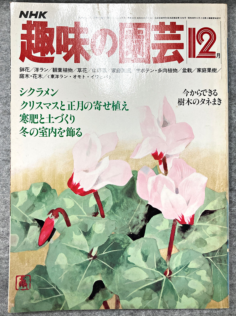 NHK 趣味の園芸 昭和55年 12月 シクラメン クリスマスと正月の寄せ植え ガーデニング 盆栽 花壇 菜園_画像1