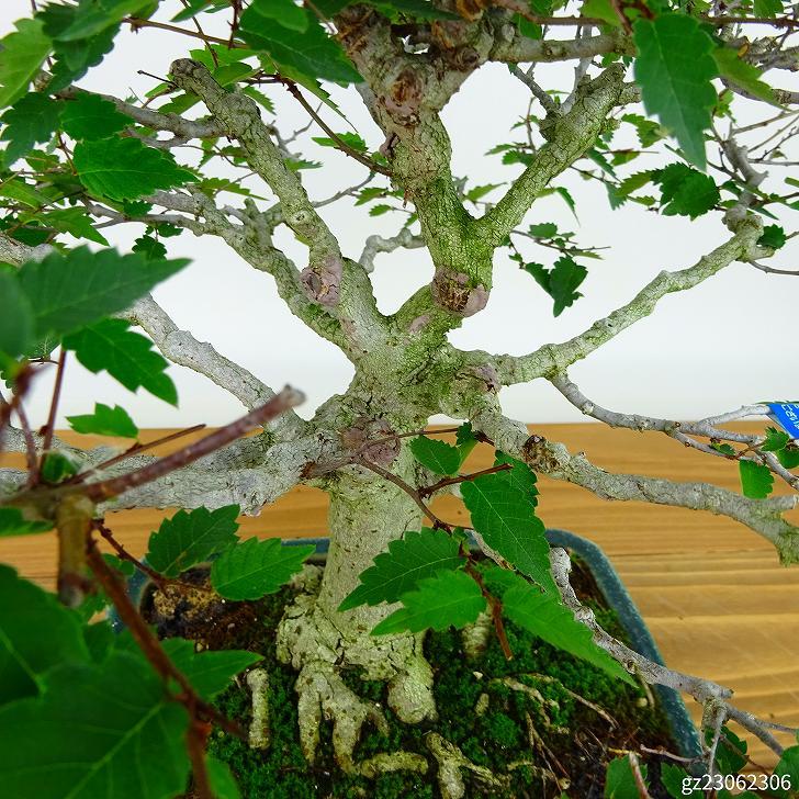  bonsai zelkova height of tree approximately 25cm zelkova Zelkova serratakeyaki. leaf nire.keyaki. deciduous tree .. for reality goods 