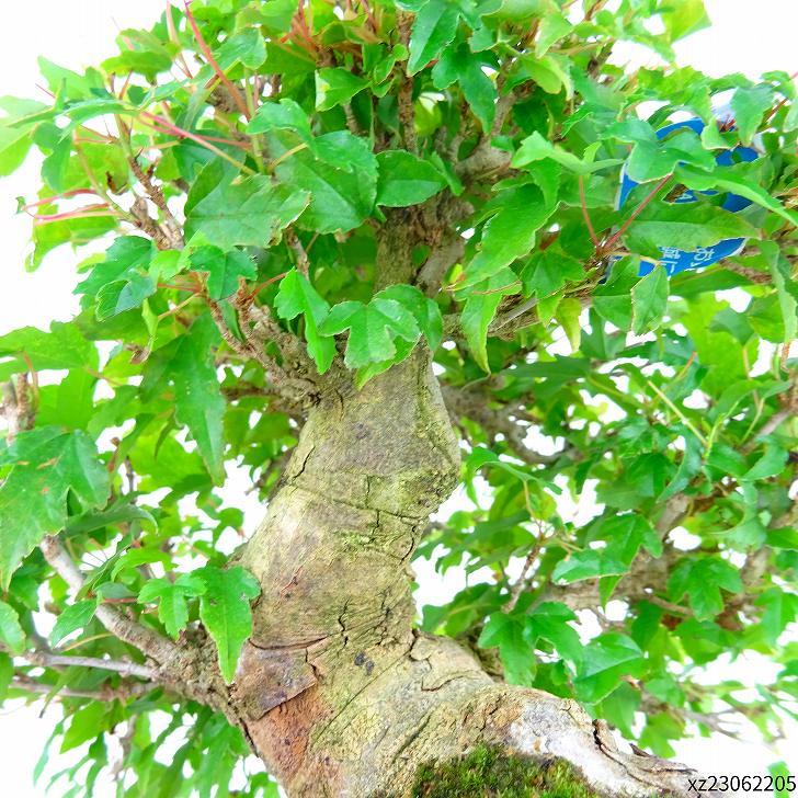 盆栽 楓 樹高 約14cm かえで Acer カエデ 紅葉 カエデ科 落葉樹 観賞用 小品 現品_画像7