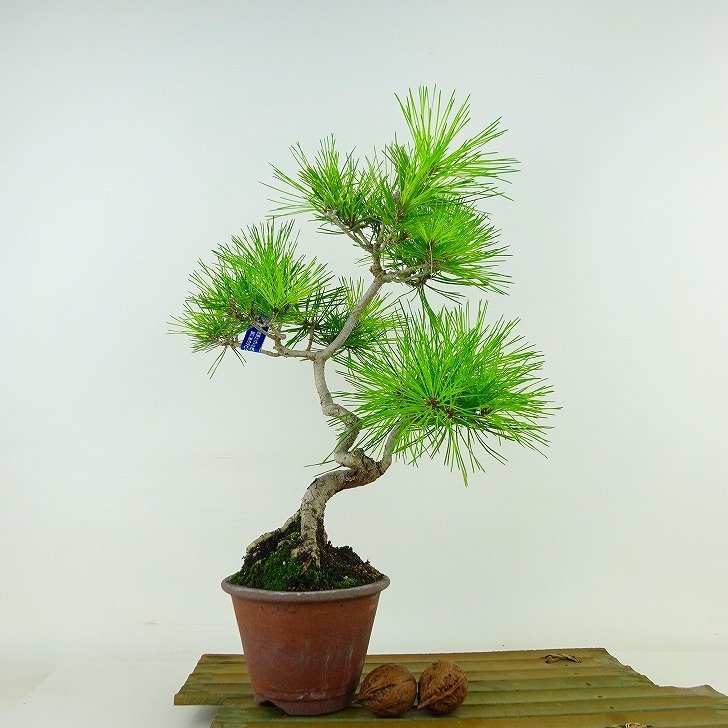  bonsai pine red pine height of tree approximately 32cm. sickle kama .Pinus densiflora red matsured pinematsu. evergreen tree .. for reality goods 