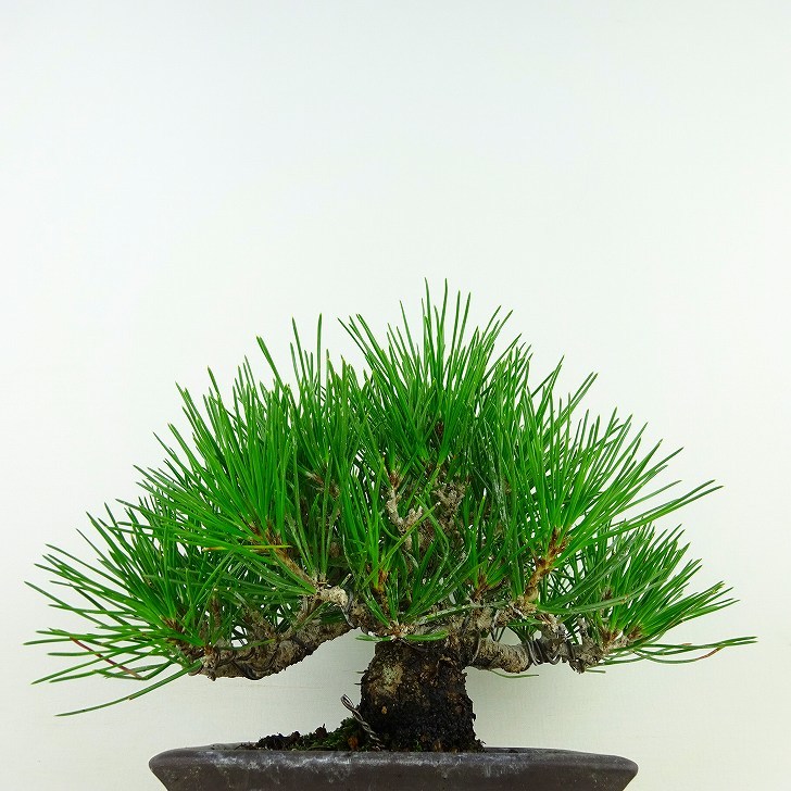 盆栽 松 黒松 樹高 約16cm くろまつ Pinus thunbergii クロマツ マツ科 常緑針葉樹 観賞用 小品 現品_画像4