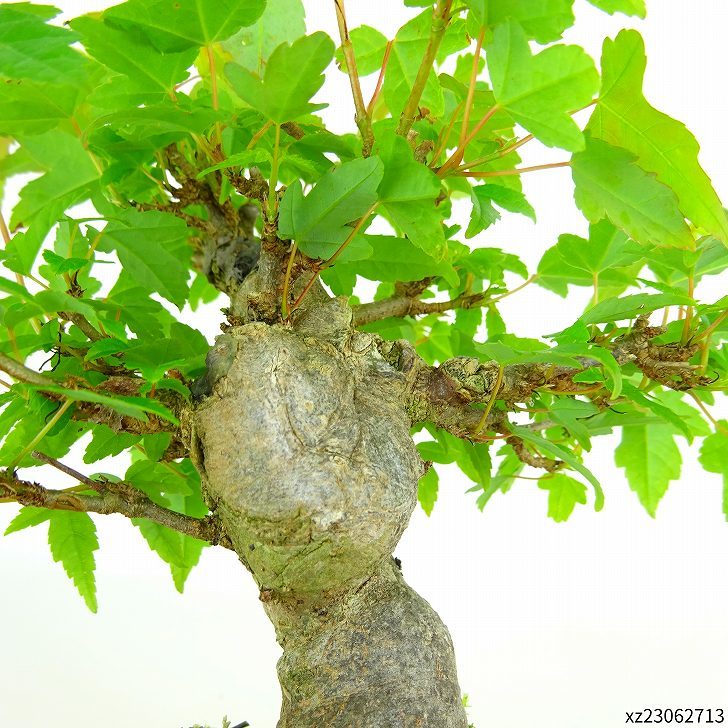  бонсай клен высота дерева примерно 12cm клен Acer клён . лист клён . листопадные растения .. для маленький товар на данный момент товар 