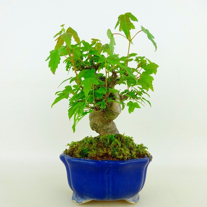  bonsai maple height of tree approximately 12cm maple Acer maple . leaf maple . deciduous tree .. for small goods reality goods 