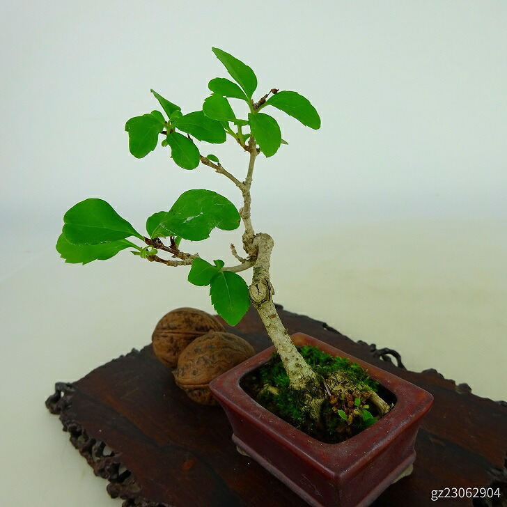item_image_7