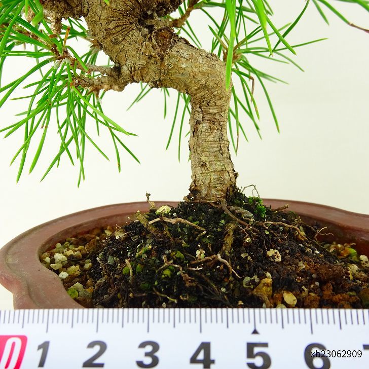  бонсай сосна сосна Тунберга высота дерева примерно 19cm....Pinus thunbergii черный matsumatsu. вечнозеленый игольчатое дерево .. для маленький товар на данный момент товар 